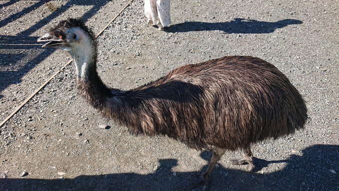 意外と毛並みが揃ってるでけぇ鳥 