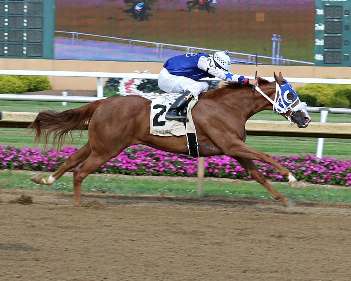 Red Headed Beach blazed home for the top spot in the Leader of the Class Sale Futurity Trials Sat. Aug. 26 <a href="/hsindyracing/">Horseshoe Indianapolis Race Course</a>: tammyknox.wordpress.com/2023/08/26/red…  Photos by @coadyphoto  #racelikeacaesar  <a href="/MarthaClaussen/">Martha Claussen</a> <a href="/RacingRachelM/">Rachel McLaughlin</a> <a href="/JohnGDooley/">John G. Dooley</a> <a href="/INQuarterHorse/">Indiana Quarter Horse Breed Development Program</a>