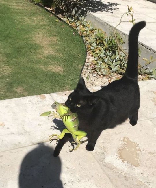 DontShowYourCat's tweet image. bringing home the bacon