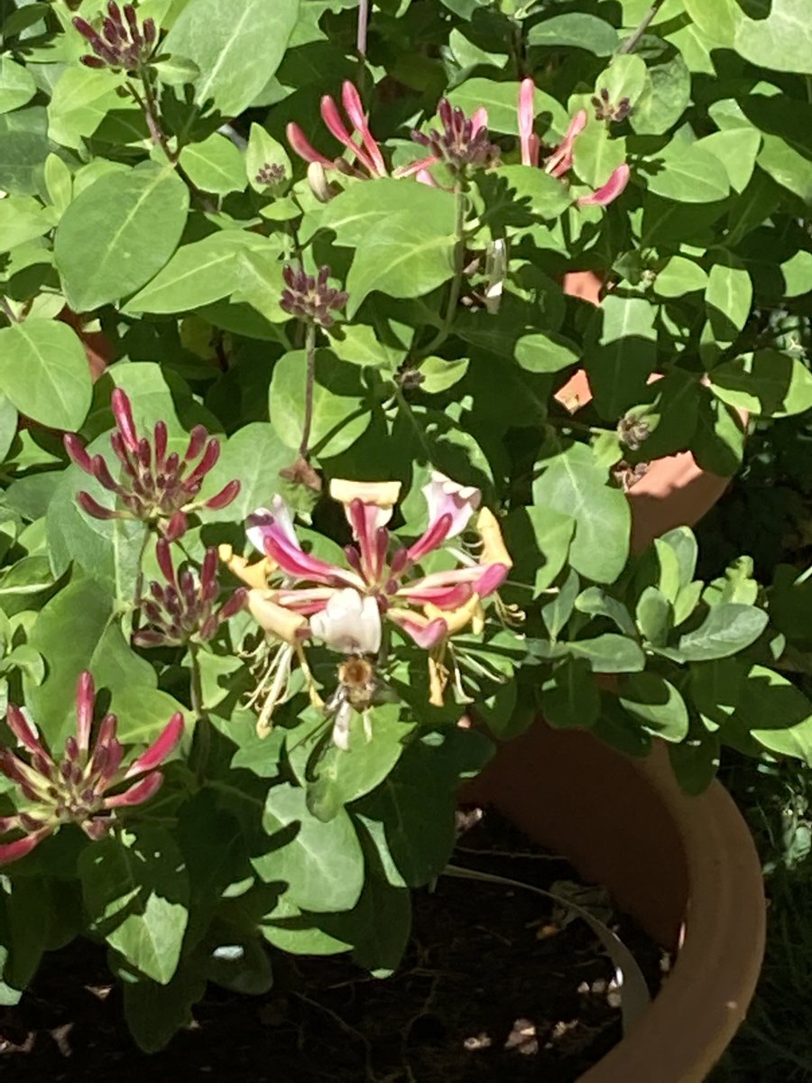 Jan_Lentzos's tweet photo. #SixOnSaturday #InMyGarden #BeeFriendly #WildlifeGarden #Flowers #Berries #Cotoneaster #Tutsan #SpeckledWood #Butterfly #Passionflowers #GardenWaste #Recycling #LoniceraPericlymenum #StrawberriesAndCream #Honeysuckle #Bee #HollyTree #HawthornTree #LateSummer #EmbracingTheSeasons https://t.co/5PYLu6CHVy