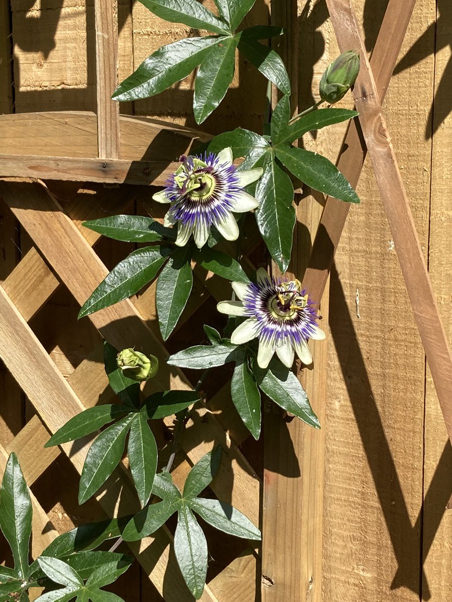 Jan_Lentzos's tweet photo. #SixOnSaturday #InMyGarden #BeeFriendly #WildlifeGarden #Flowers #Berries #Cotoneaster #Tutsan #SpeckledWood #Butterfly #Passionflowers #GardenWaste #Recycling #LoniceraPericlymenum #StrawberriesAndCream #Honeysuckle #Bee #HollyTree #HawthornTree #LateSummer #EmbracingTheSeasons https://t.co/5PYLu6CHVy