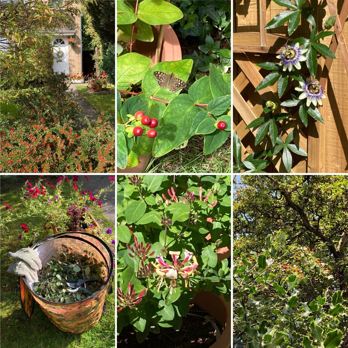Jan_Lentzos's tweet photo. #SixOnSaturday #InMyGarden #BeeFriendly #WildlifeGarden #Flowers #Berries #Cotoneaster #Tutsan #SpeckledWood #Butterfly #Passionflowers #GardenWaste #Recycling #LoniceraPericlymenum #StrawberriesAndCream #Honeysuckle #Bee #HollyTree #HawthornTree #LateSummer #EmbracingTheSeasons https://t.co/5PYLu6CHVy