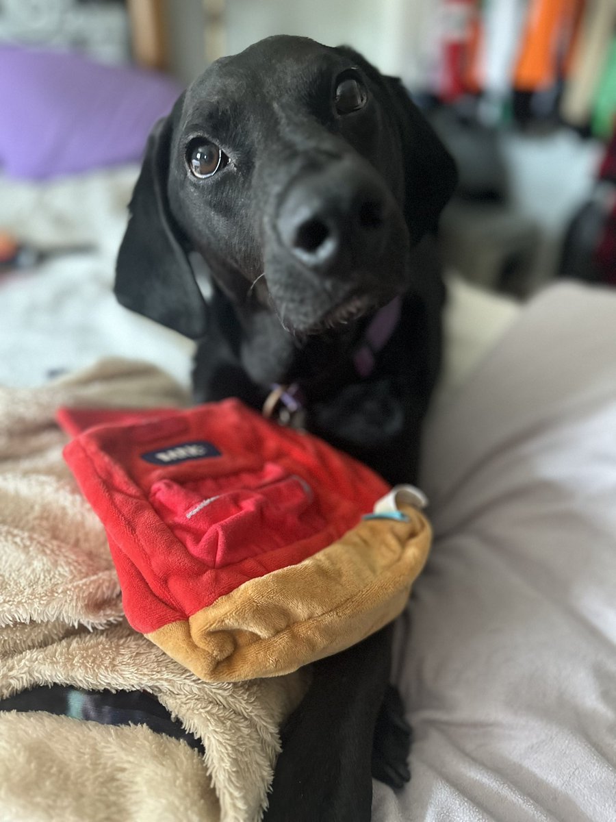 missylette5's tweet photo. Get your pup a @barkbox for only $5 when you sign up through my link below! Show your fur baby love this National Dog Day! #NationalDogDay #Barkbox 

https://t.co/a1Mtr98RVO https://t.co/QcQwfQLv3C