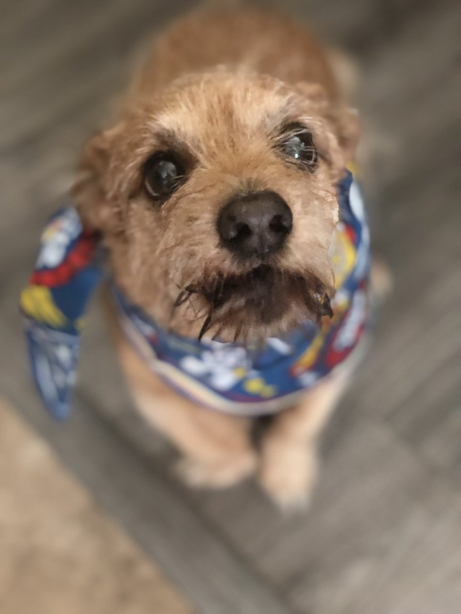 Jdolio's tweet photo. Happy National Dog Day!
Sporting the @DutchBros bandana! https://t.co/AdW3XlIdjI