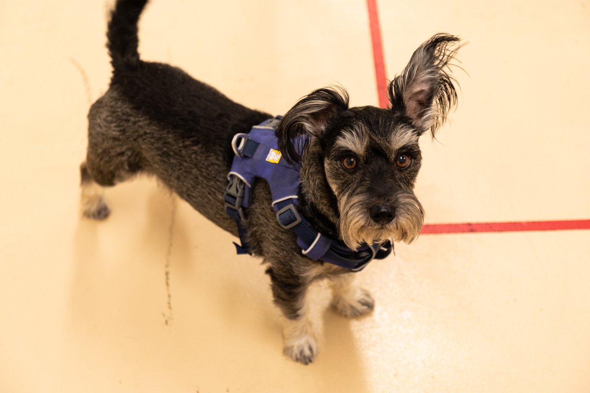 JudithPyke's tweet image. Did you hear??!... It's #internationaldogday ! This little guys knows there's fascinating insight into our furry friends thanks to @caninecognition Clive Wynne on The Secrets of Friendship film! To stream go to: The Nature of Things in Canada @cbcgem 😍 @cbcdocs @cbc #friendship