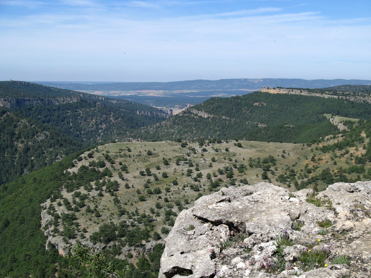 Se cumplen en el presente, 20 años desde que la <a href="/uclm_es/">Universidad de Castilla-La Mancha</a>  comenzase los estudios sobre regeneración natural del pino laricio en la Serranía de CU, con la financiación entre otros, de la propia universidad y el <a href="/gobjccm/">Gobierno de Castilla-La Mancha</a>. Comparto un pequeño resumen de los ppales resultados (1/n)