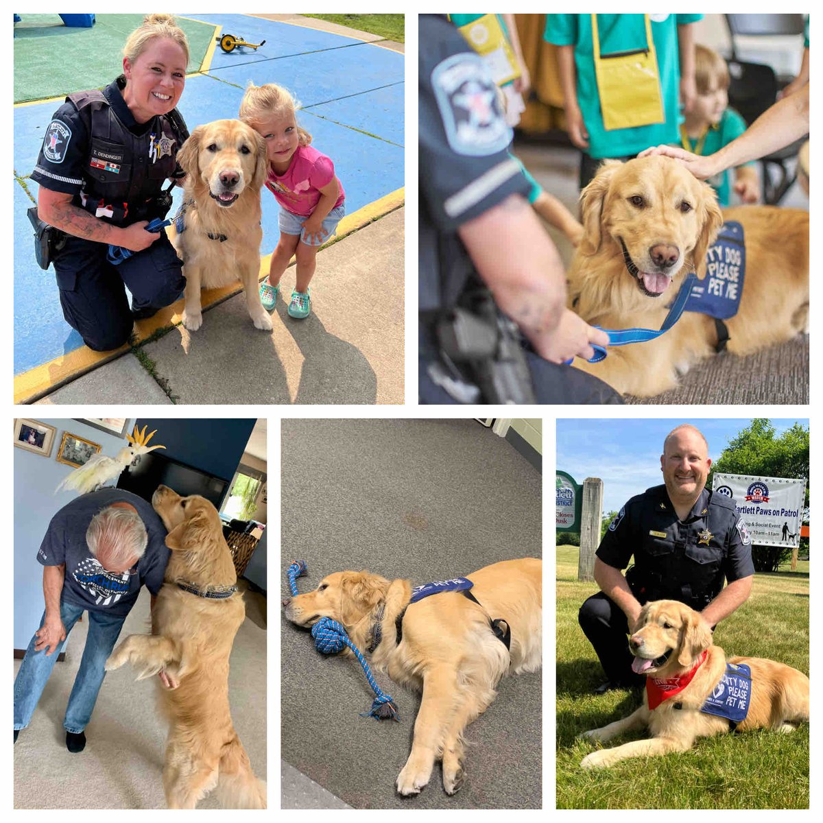 bartlettpd's tweet photo. What?! Apparently it’s National Dog Day and we almost forgot! Happy NDD to our favorite dog, Maverick! Drop a pic of your best buddy below ⬇️ https://t.co/mD18bjjzBY