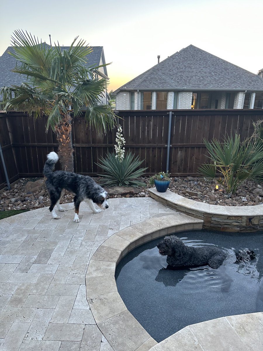 odieAF's tweet photo. dog days in texas https://t.co/cIOZcjaQ2b