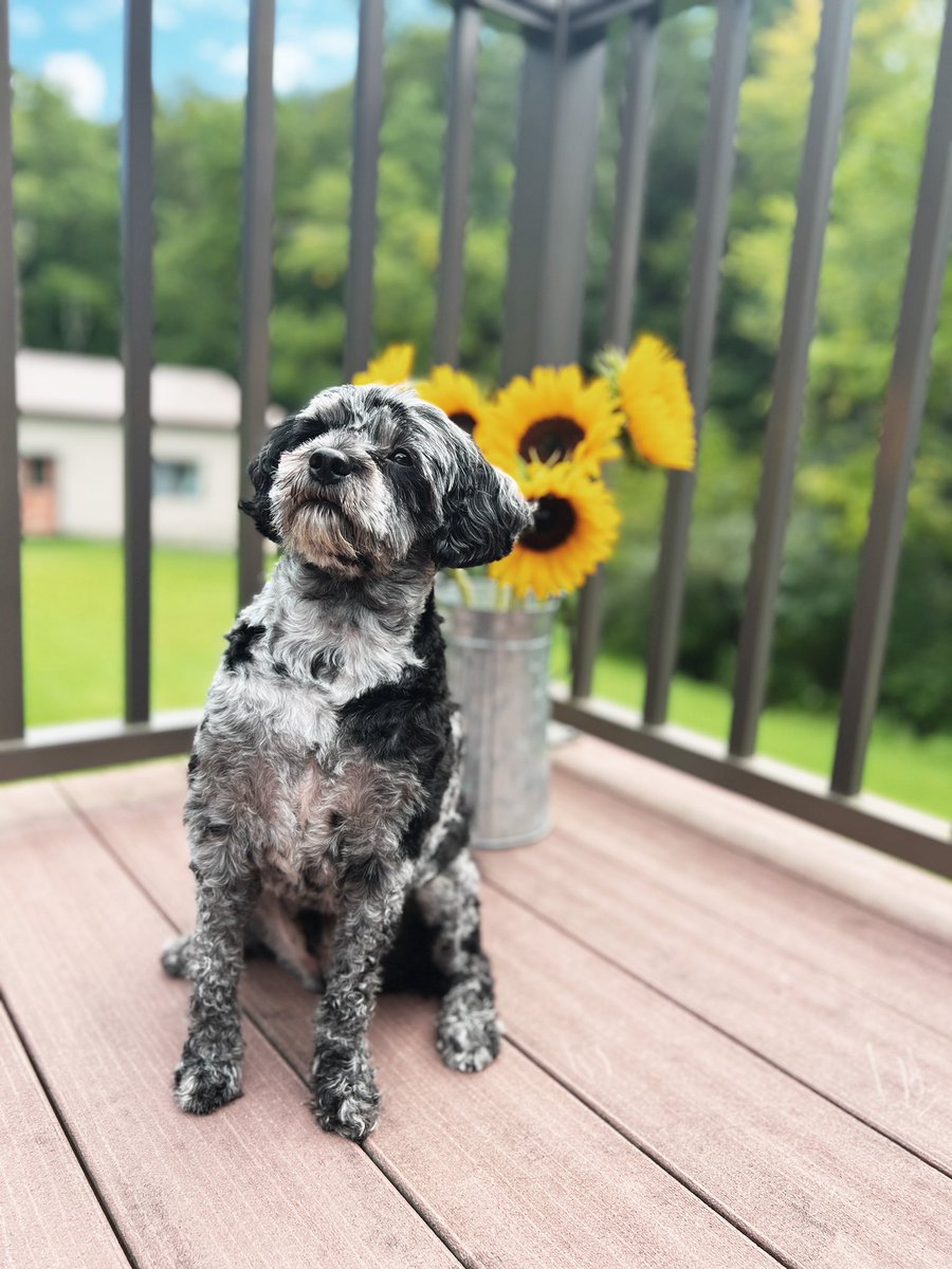 I hope you’re having a great summer furiends☀️ What have you been up to?