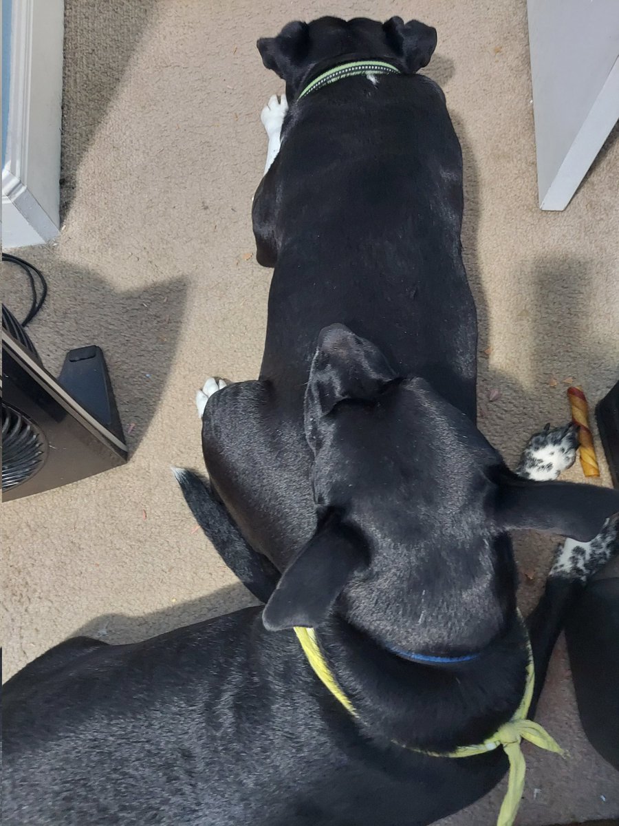 When your brother's #butt is your #pillow 

#dog #dogs #MongrelBrothers #brother #brothers #mongrel #mongrels #mutt #mutts #DogsOfTwitter #furson #furbaby #furchild #shelterdogs #rescuedogs #RescueIsMyFavoriteBreed