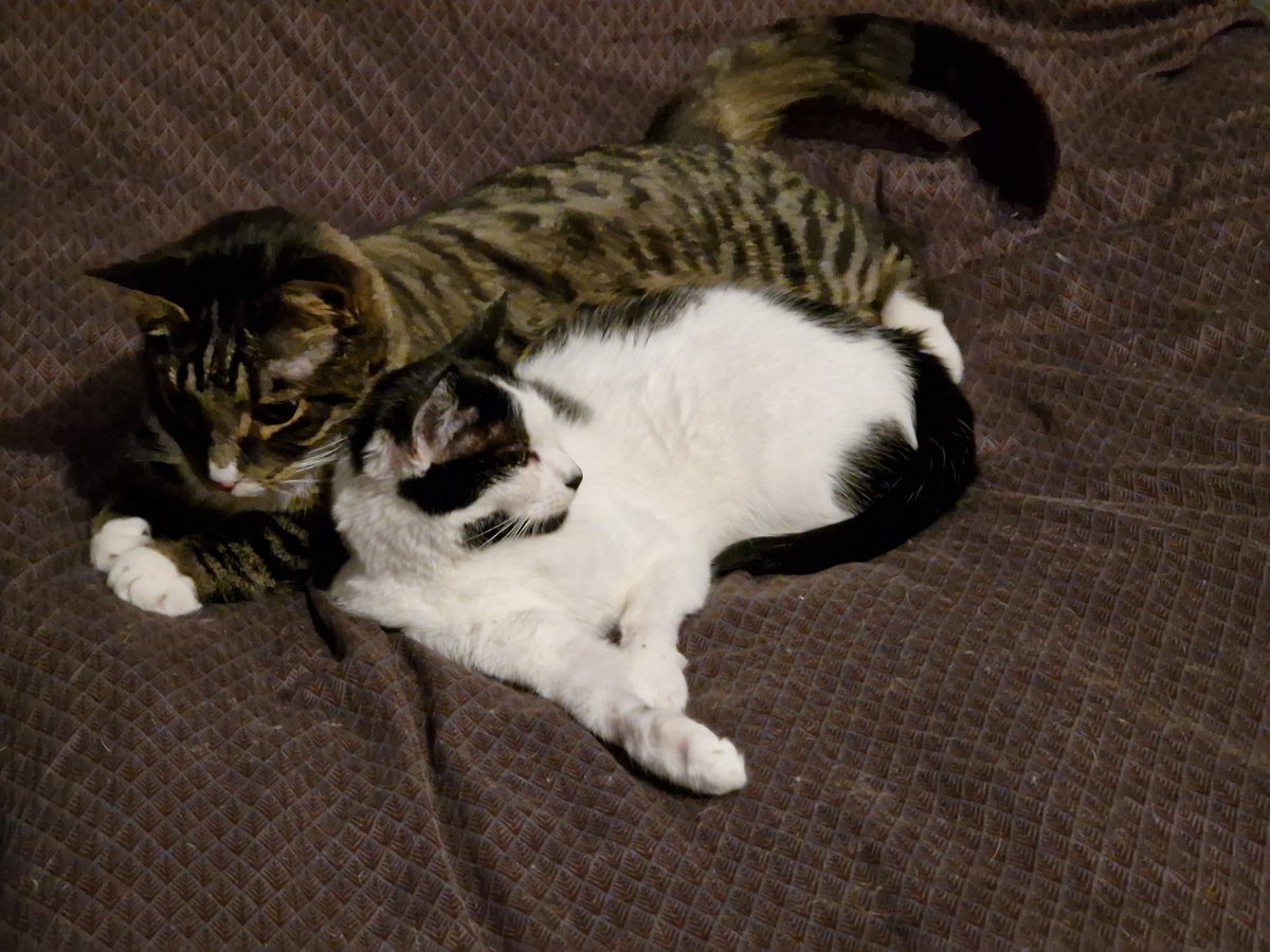 Prinsess Altha and her Prins Svante loves each other deeply and knows how to take care of each other,  here wating for Dad to come to his bed, so he can cuddle with both of them 💞