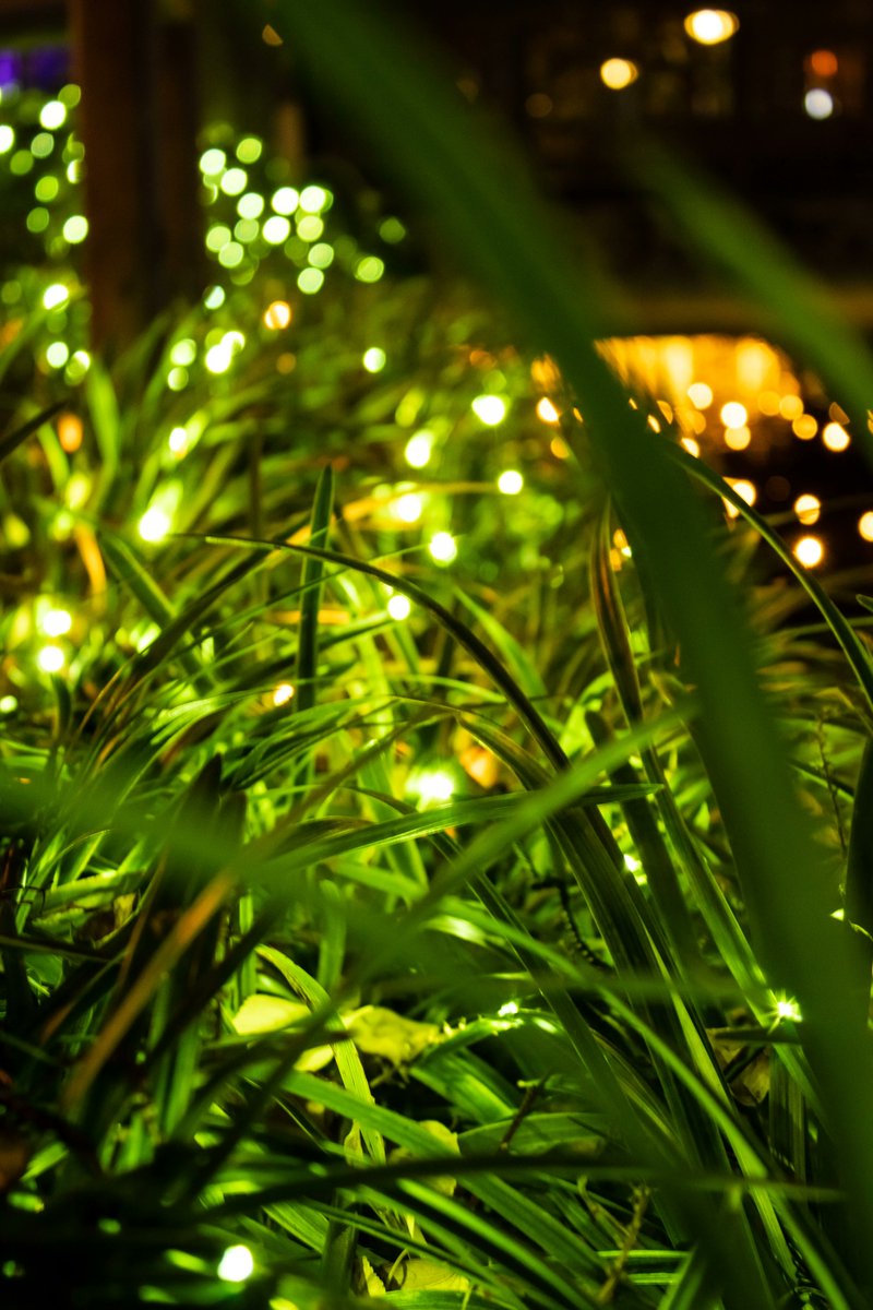 bokeido's tweet photo. 22/11/26
Okayama Winter  Illumination
岡山市
Okayama, Japan https://t.co/CNPQmjwnsv