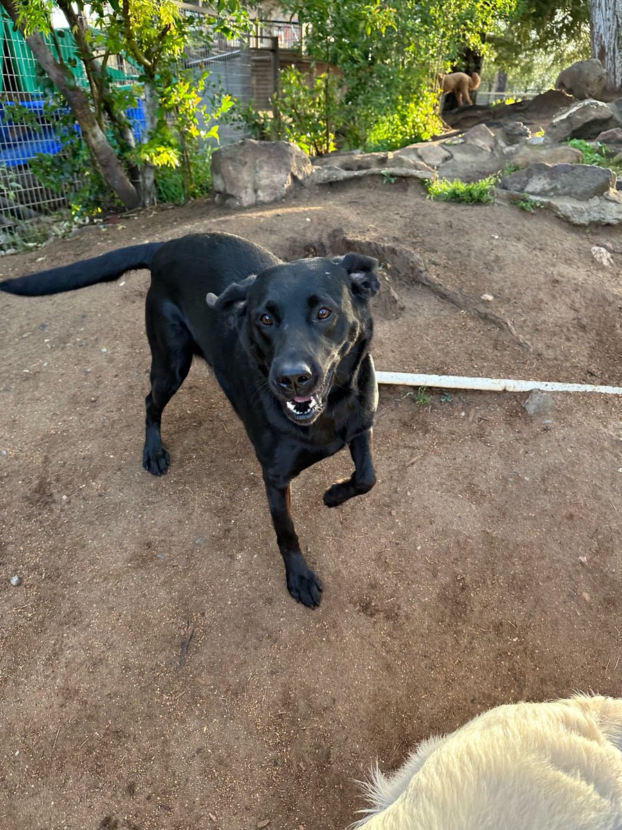 Happy National Dog Day 🐾🐾 #k9 #blacklab #floppyears #k9partner #k9team #workingdog 🐾🐾💙❤️ #mamasgirl #K9Kona #bombdog #NationalDogDay