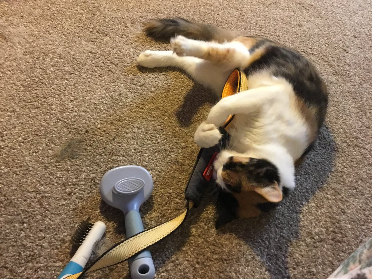 RocketCatRescue's tweet photo. Jasmine really likes the dog and was so excited he had a leash on while we were grooming him, she really wanted to walk the dog. #wobmob #wobblecats #chcat #adoptme https://t.co/FlQHID9z4Q