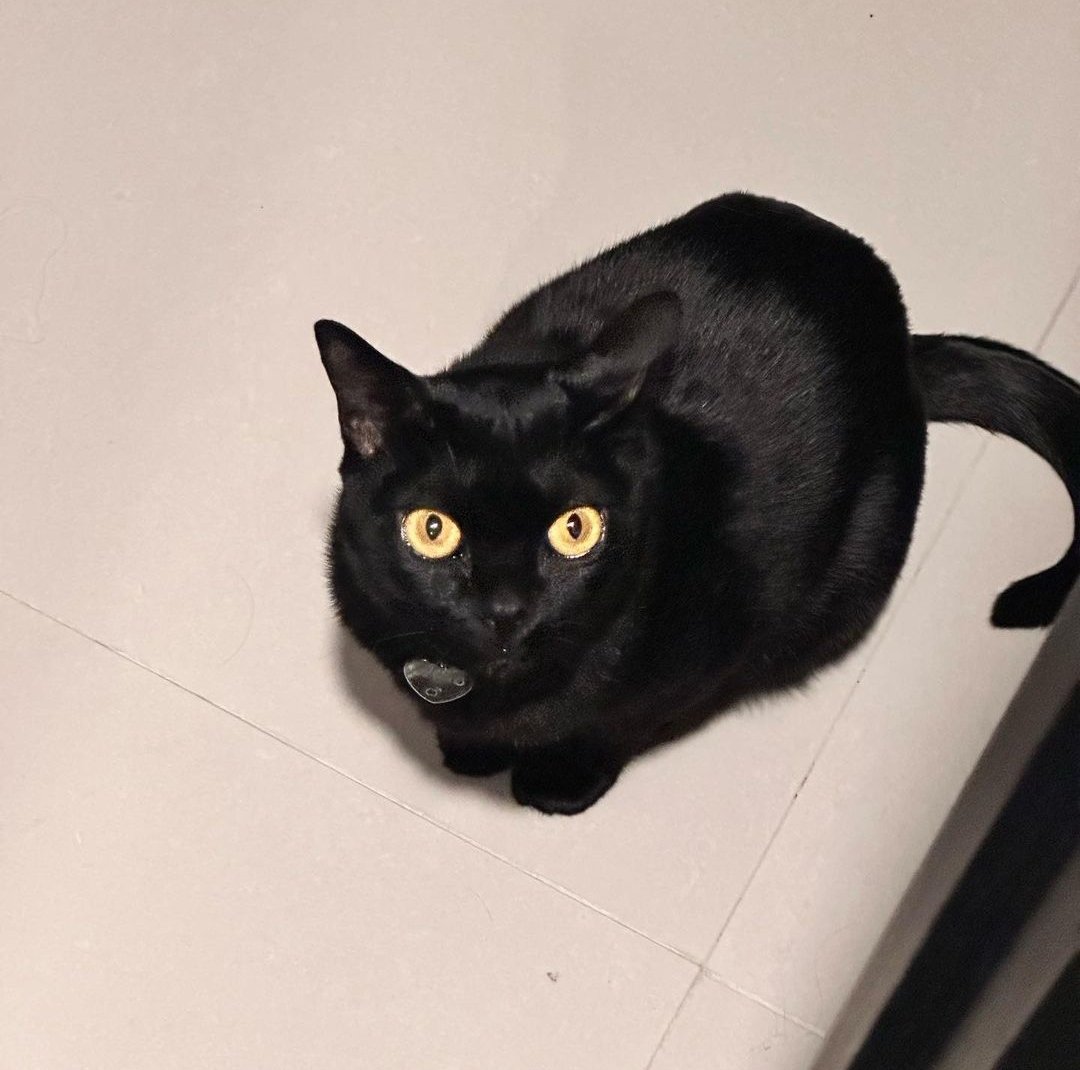 sombrasdeluna's tweet photo. ᅠ
ᅠ
ᅠ Dejó a Señor Gato andar libremente por el lugar, con el propósito de hacer amiguitos gatunos para llevar a casa.
#DuncanHouse https://t.co/IbQNx3VQOY