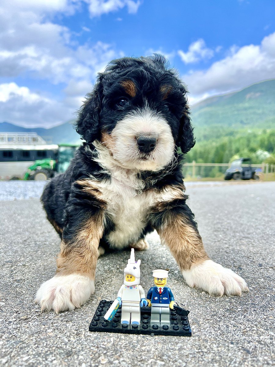 Wilson says happy #Internationaldogday to all the other pups out there.