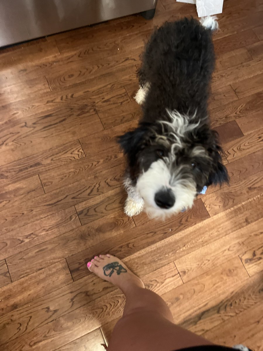 ChristyKriese's tweet photo. Happy National dog day to my new pup! @DrewKriese thought we needed one to keep us sane as more kids start to move out. And she is the best!!! https://t.co/8X0qWGT6EP