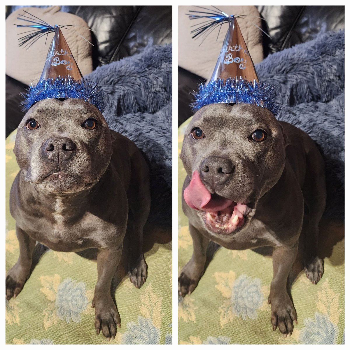 DebzDefina's tweet photo. Happy 6th Birthday to our fur baby Harvey, we love you.  ❤️🎉🥳 https://t.co/LSYnf6XDpm