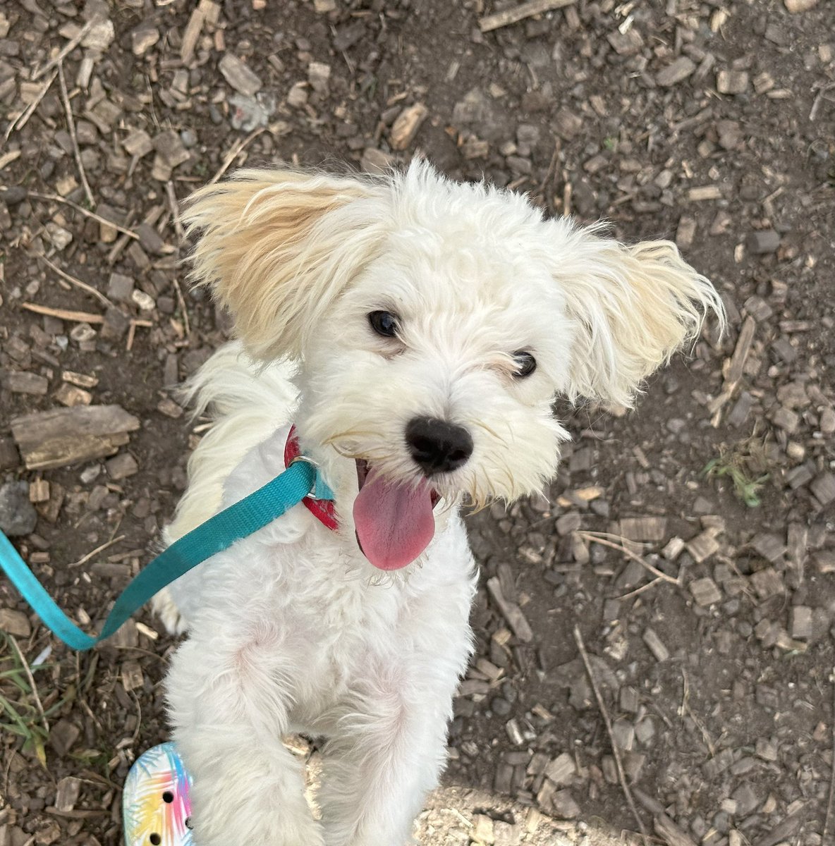 MzMeka_80's tweet photo. For #nationaldogday we fostered a puppy! 🐶❤️ He came from a #puppymill so, we're embarking on an incredible journey of love and growth. So grateful for the opportunity to provide a temporary home and shower him with all the love he deserves. Maybe we'll keep him! 🐾 #fosterfail https://t.co/i0OnDma83N