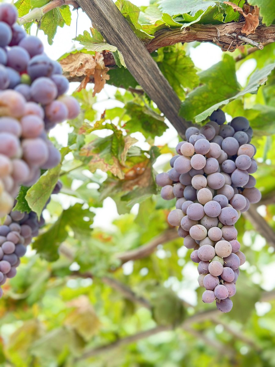 أسعد الله قلوبكم وصباحكم بكل خير💌
#صباح_الخيرᅠ