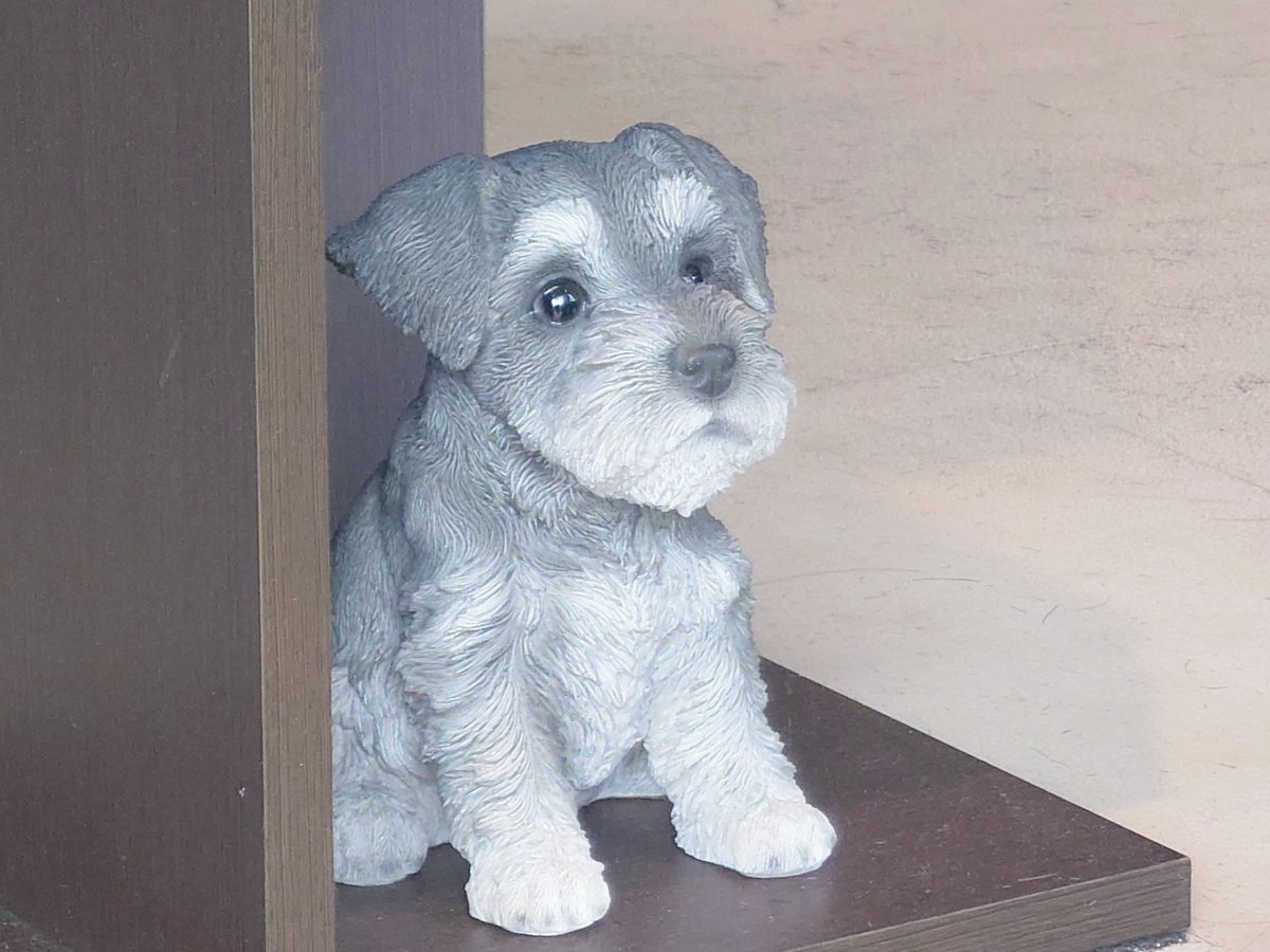 Banbianchan's tweet image. 寝落ちから覚醒✨妙に活動的になり主のトリミング✂️

　あぁ~さっぱりした~💇🌿

#グリ坊　#ぬい撮り
#RADICA　#グリィちゃんねる