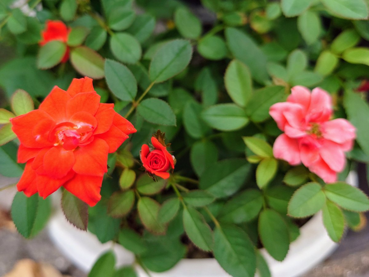 Banbianchan's tweet image. 寝落ちから覚醒✨妙に活動的になり主のトリミング✂️

　あぁ~さっぱりした~💇🌿

#グリ坊　#ぬい撮り
#RADICA　#グリィちゃんねる