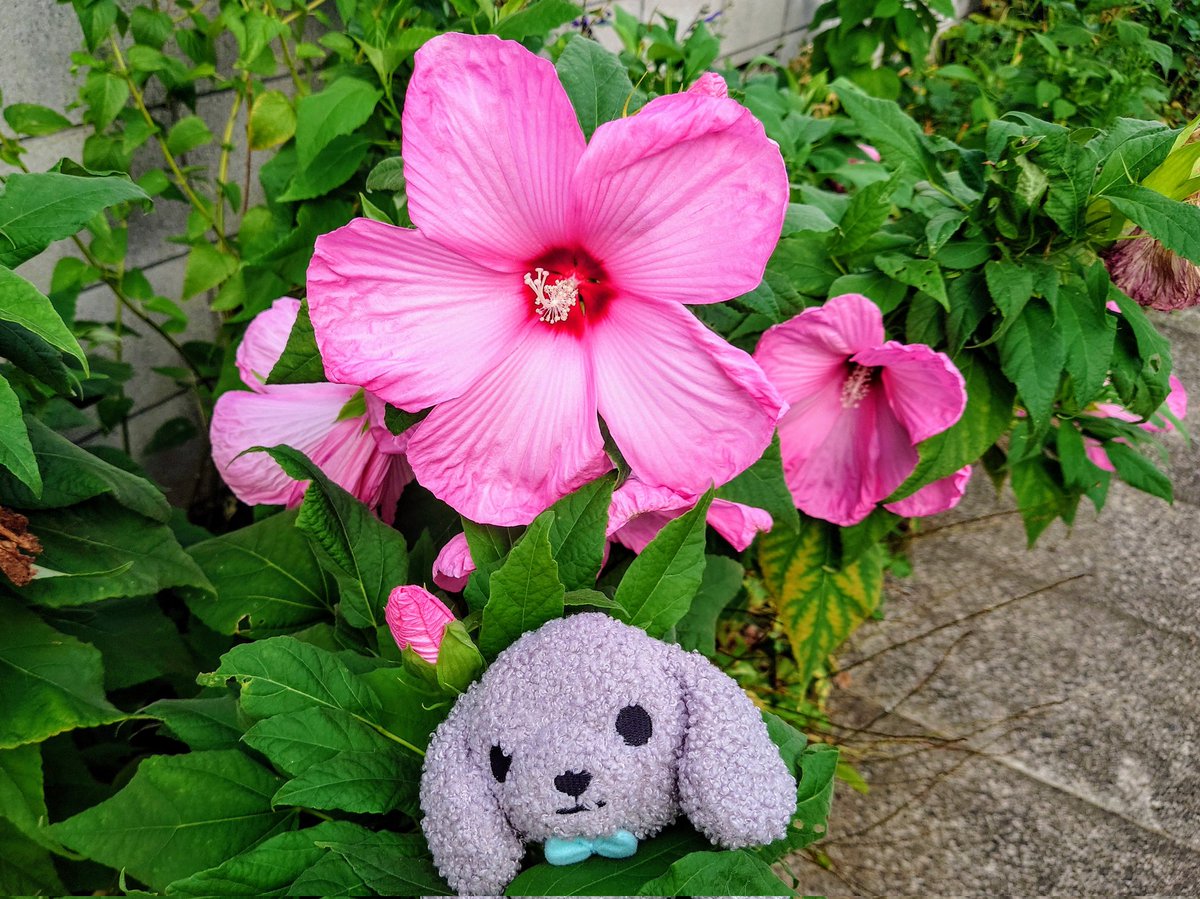 Banbianchan's tweet image. 寝落ちから覚醒✨妙に活動的になり主のトリミング✂️

　あぁ~さっぱりした~💇🌿

#グリ坊　#ぬい撮り
#RADICA　#グリィちゃんねる