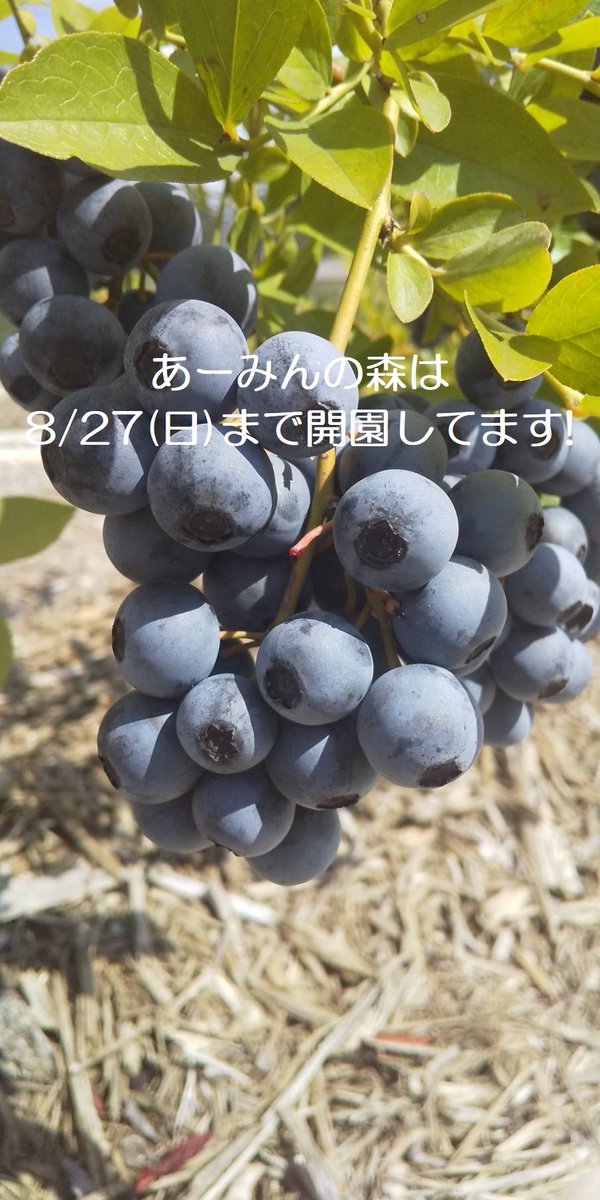 #あーみんの森 #ブルーベリー⁡ #ブルーベリー狩り #千葉県 #佐倉市  #佐倉市ブルーベリー狩り  #千葉県ブルーベリー狩り #千葉県観光スポット  #夏 #夏休み #観光  #半日観光  #レジャー #京成佐倉駅  #駅から徒歩10分