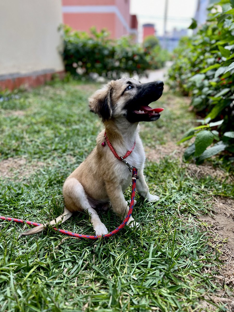 peravi's tweet photo. ANIMENSE POR NOVA es una perrita que necesita una oportunidad por favor 😭 no se porque siempre los de hocico negro y atigrados son rechazados 😭 un RT o mas info: 922 912 750 si le puedes dar temporal también escríbanme 🙏🏽 https://t.co/IMLx46JkM1