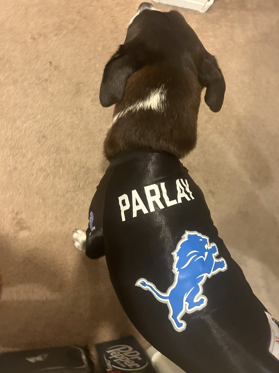 dianetamara's tweet photo. We are ready for #football season with the @Lions #furbaby #senior #superbowlbound https://t.co/OtDDojQVgs