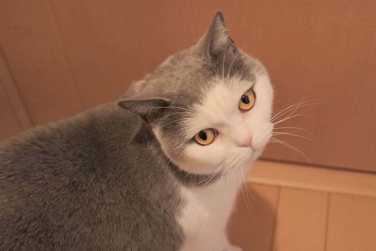 gintaro_nya's tweet photo. 銀ちゃん8歳のお誕生日おめでとう！👏👏
これからもよろしくね☺️✨️

#猫好きさんと繋がりたい #猫モフー #猫写真 #ブリティッシュショートヘア https://t.co/6yFpJ80Ik0