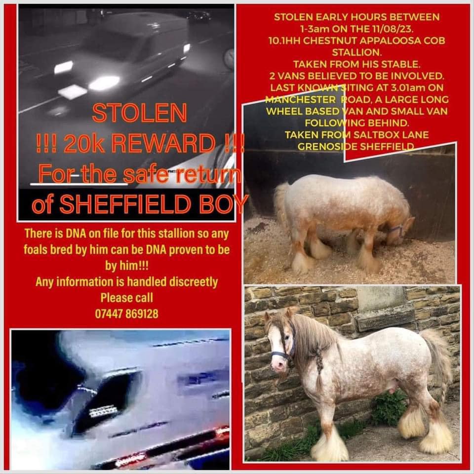 AdoptionsUk's tweet image. Please retweet to HELP FIND THIS HORSE, STOLEN #SHEFFIELD #YORKSHIRE #UK 

Taken from his stable 11 August, put on a lorry. He&apos;s 10.1hh, stallion Cob. His DNA from foals can be traced.
£20,000 REWARD 🌟🌟🌟🌟
He could be in another region now, please share widely…