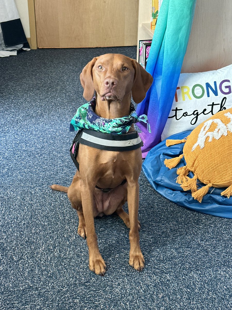 Ruby the Therapy Dog tweet media