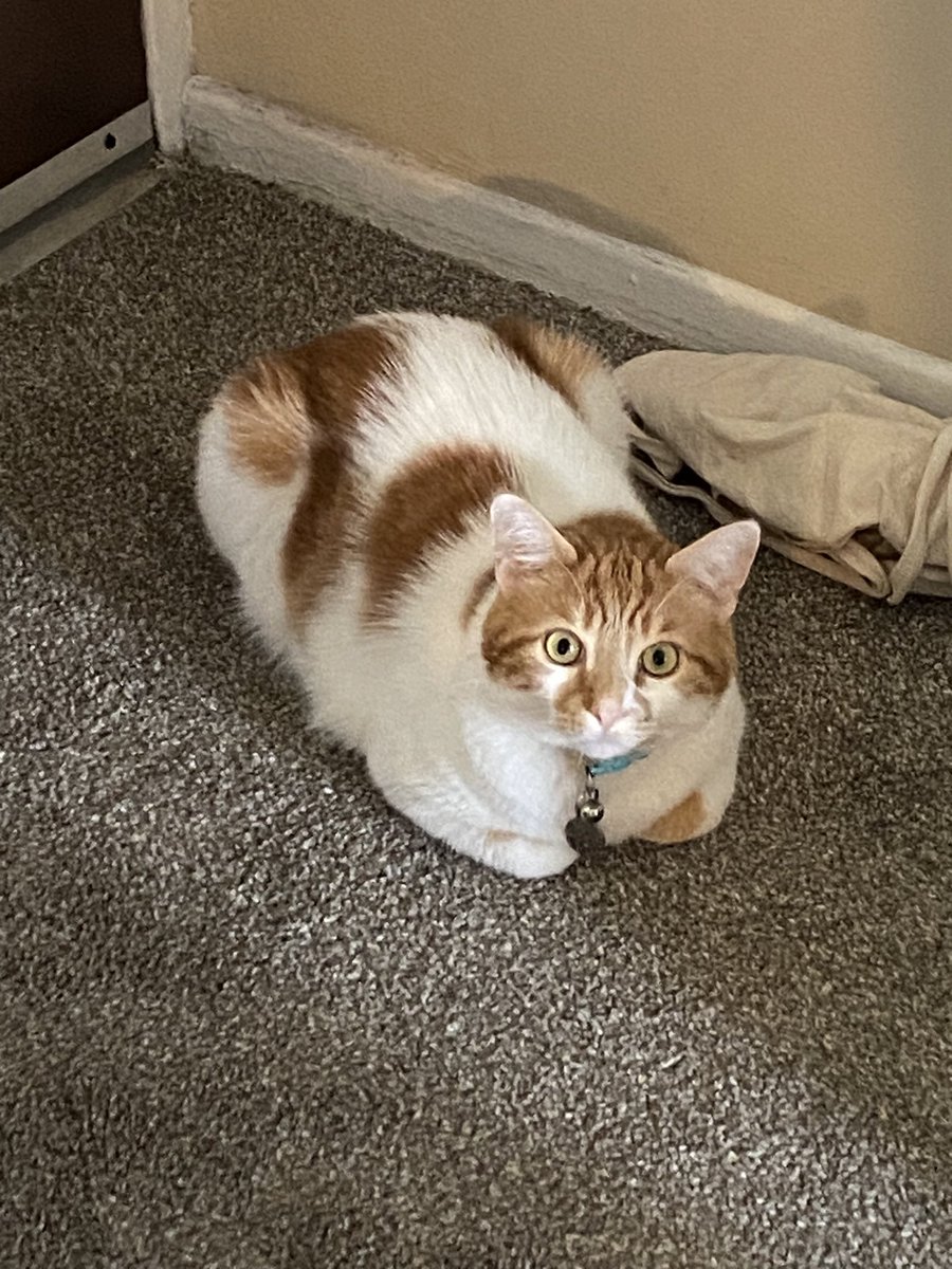Loafin