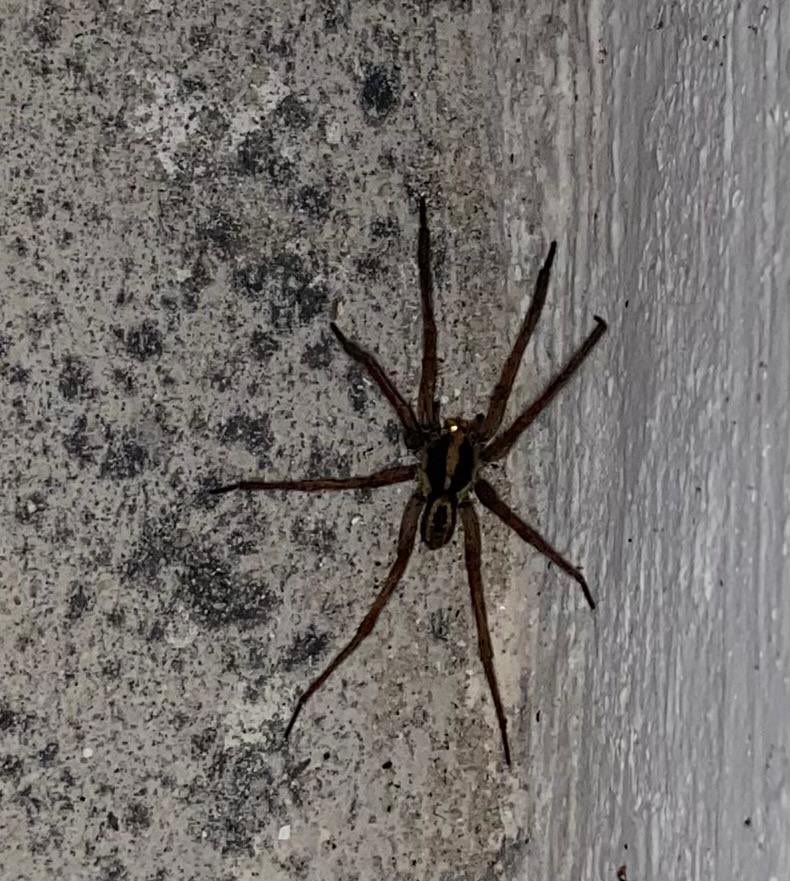 Estimado <a href="/Arachno_Cosas/">Soy aracnólogo, pregúntame lo que quieras</a> , ¿podrías ayudarnos a identificar esta araña? Muchas gracias.