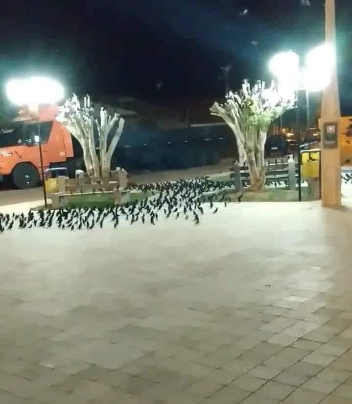 InformaCosmos's tweet photo. Un grupo de aves regresa a casa, pero se toparon con una sorpresa, fue talada. https://t.co/Hpxu3ryVcw