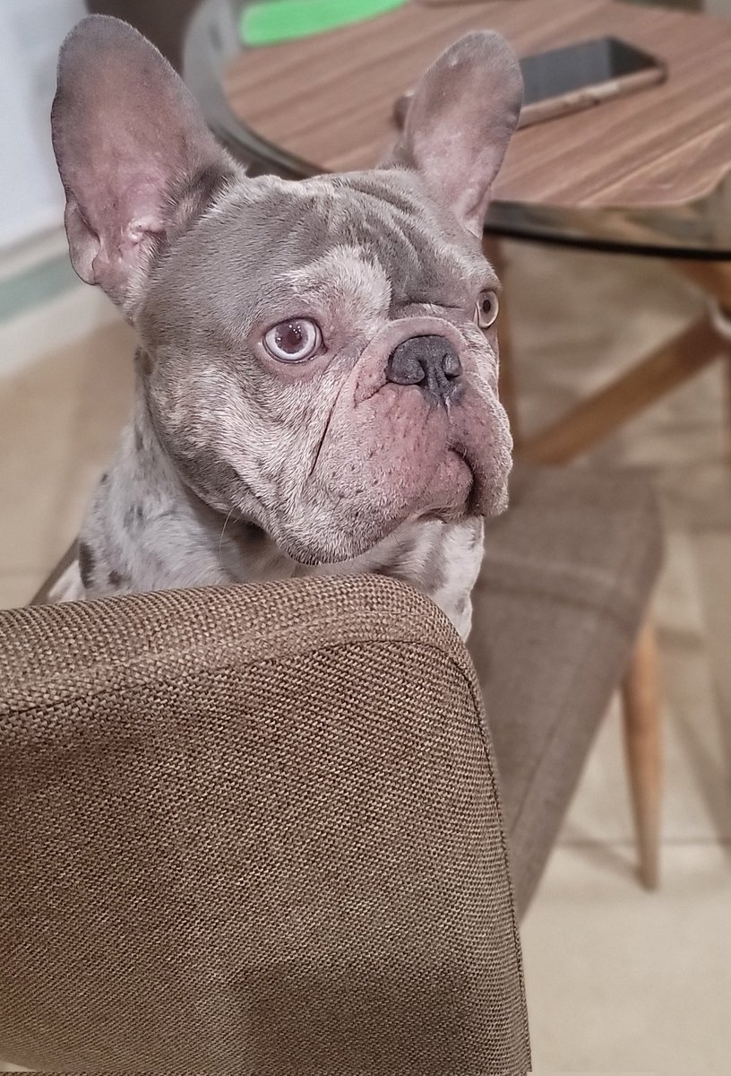 brazosbailiff's tweet image. When someone opens the food closet but you're "ordered" to STAY! #FrenchieProblems #frenchielover #RodneyTheBrazosBailiff