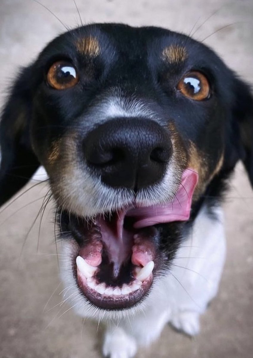 hisnameism1key's tweet photo. Happy #NationaDogDay 🐾 https://t.co/3YqFHAyBd1