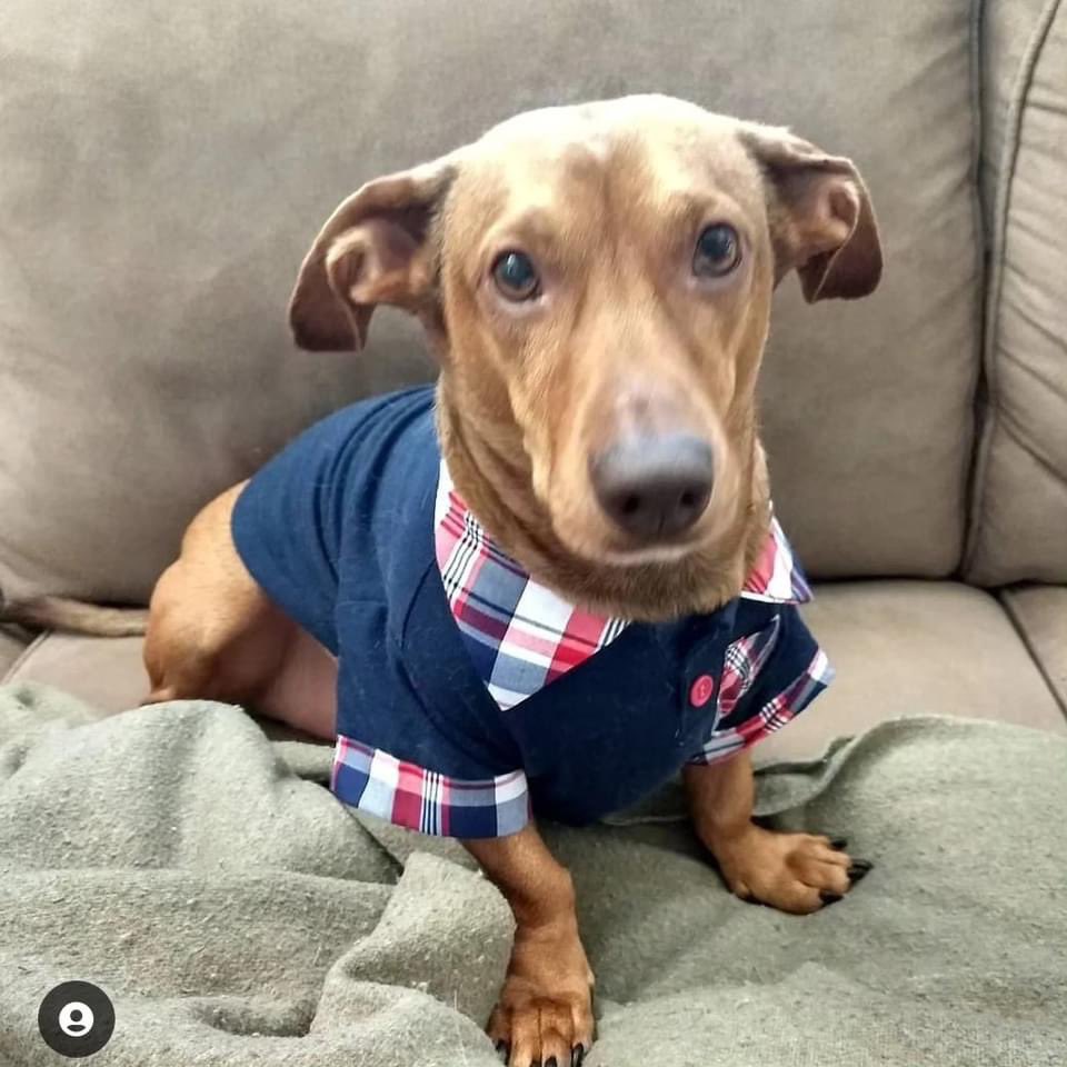 KoskionFOX7's tweet photo. It’s #NationDogDay but JummyDean &amp; Oscar say it’s Every Day for them https://t.co/RVJnIJ9r4L