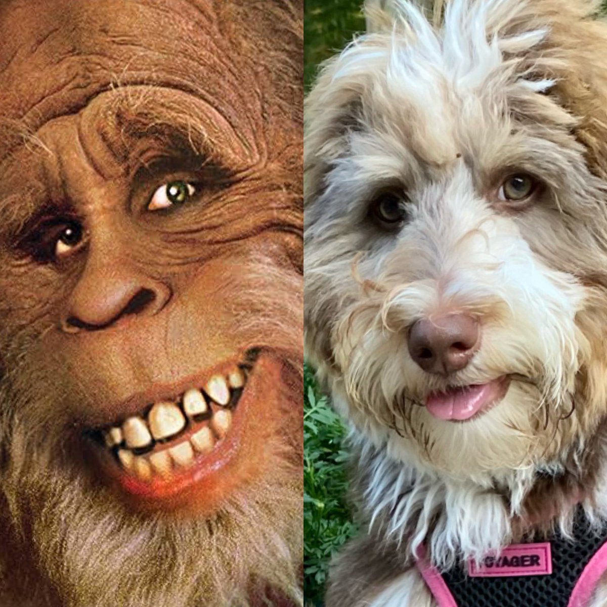 jen_yonally's tweet photo. Who plays it better?
#NationalDogDay #bigfoot #harryandthehendersons https://t.co/gwlS3F2i8w