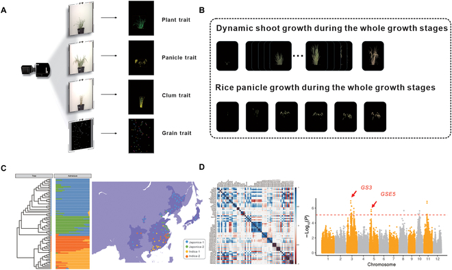 PPhenomics's tweet photo. Developed a strategy analyzing 58 image-based traits for rice growth. Explained 84.8% of yield variance. This approach can revolutionize rice genetic improvements. 🌾🔬 #RiceResearch #CropGenetics
Details: https://t.co/olvIpYmojf https://t.co/kY7nCoL8hg