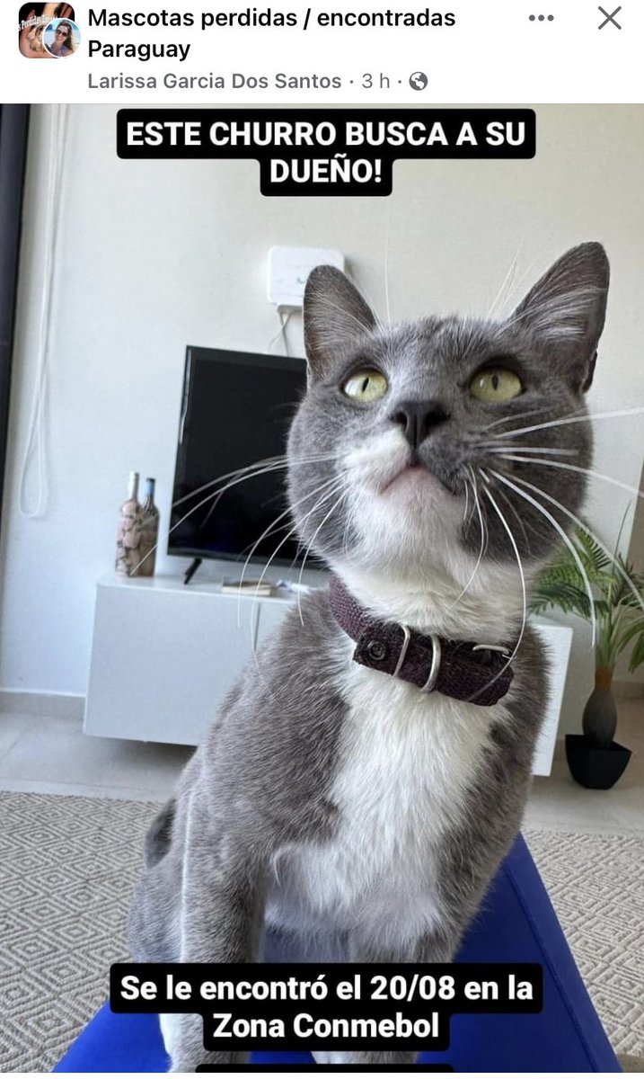 VeroNika (@veroabril1969) on Twitter photo <a href="/koalandeMichi/">Koa La Nde Michi 😺😸😽😼😻</a> <a href="/MarcoHuellasPy/">Marcando Huellas</a> <a href="/mascotitaspy/">Buscando a tu Mascota Py</a> <a href="/MascoterosPy/">Mascoteros Paraguay</a>
Encontrado zona Conmebol <a href="/koalandeMichi/">Koa La Nde Michi 😺😸😽😼😻</a> <a href="/MarcoHuellasPy/">Marcando Huellas</a> <a href="/mascotitaspy/">Buscando a tu Mascota Py</a> <a href="/MascoterosPy/">Mascoteros Paraguay</a>
Encontrado zona Conmebol