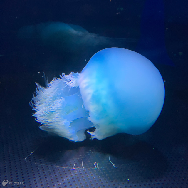 enosui_com's tweet photo. 本日（8月25日(金)から） スナイロクラゲ をご覧になれます。
※短期間で終了の場合があります。
#クラゲ https://t.co/qWZwL7MuPJ