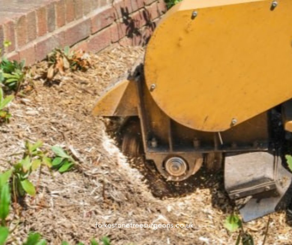 FolkestoneTree's tweet image. Sculpting Nature&apos;s Symphony: Where Trees Find Healing Hands and Expert Care. Call Folkestone Tree Surgeons now to schedule a consultation.

#treesurgeons #treecutting #treelife