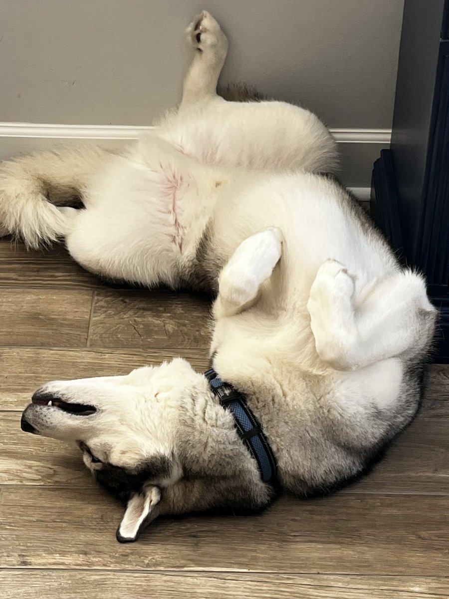 drewberquist's tweet image. I wake up and look at the depressing news for the sake of the show, deal with normal work drama like everyone else and then see Keeper…whose life looks like this. #ImDoingItWrong