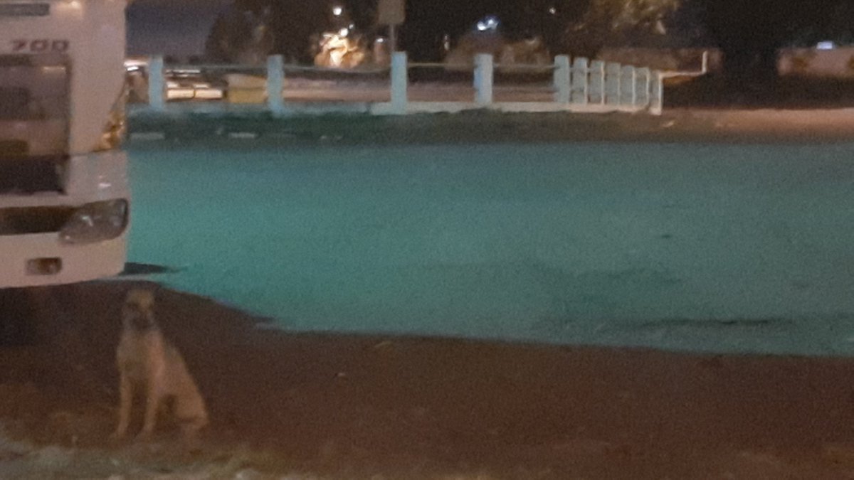 LULU7598's tweet photo. @marcelaguinaga por favor ayuden un perrito abandonado vía duran boliche entre ciudad valencia y Ventura Siempre abandonan aquí perritos https://t.co/hdmCwmXnwK