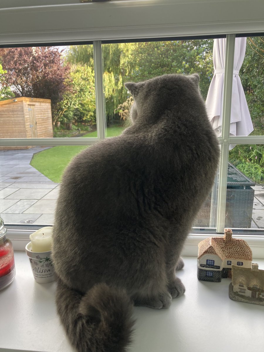 bach_glas's tweet photo. Waiting for Gareth. Youngest staff returns from European wandering today. #Caturday #FriendsForever https://t.co/yVTo34DLSH