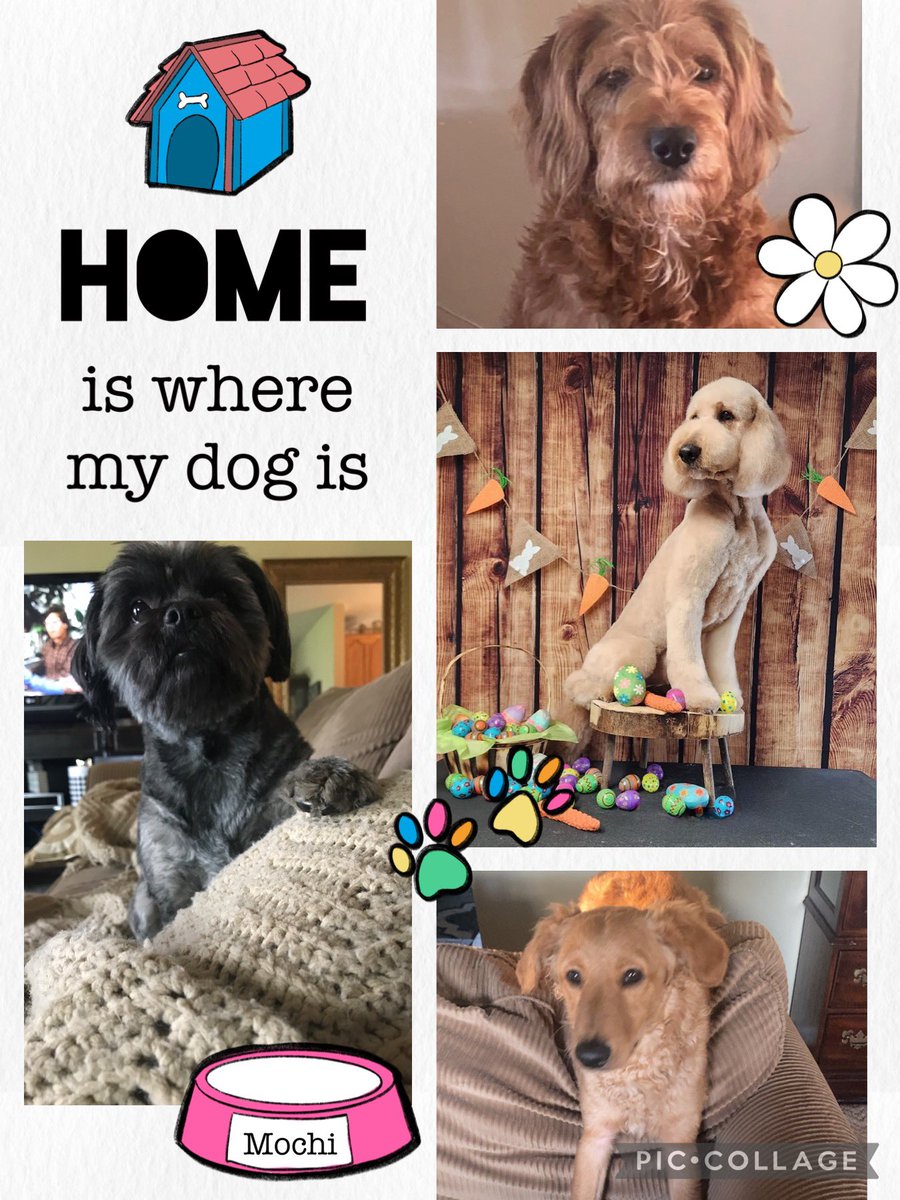 LinamShelley's tweet photo. @WKYT Zoey, Olive, River and Murphy https://t.co/Dd5a4fRPeY