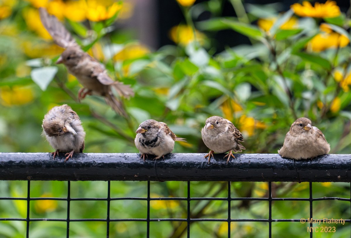 House Sparrows hanging out at Stuyvesant Square Park, New York, NY. #NaturePhotography #BirdTwitter #nature #BirdsOfTwitter #urbanbirding #BirdsofNYC #birds #wildlife📷