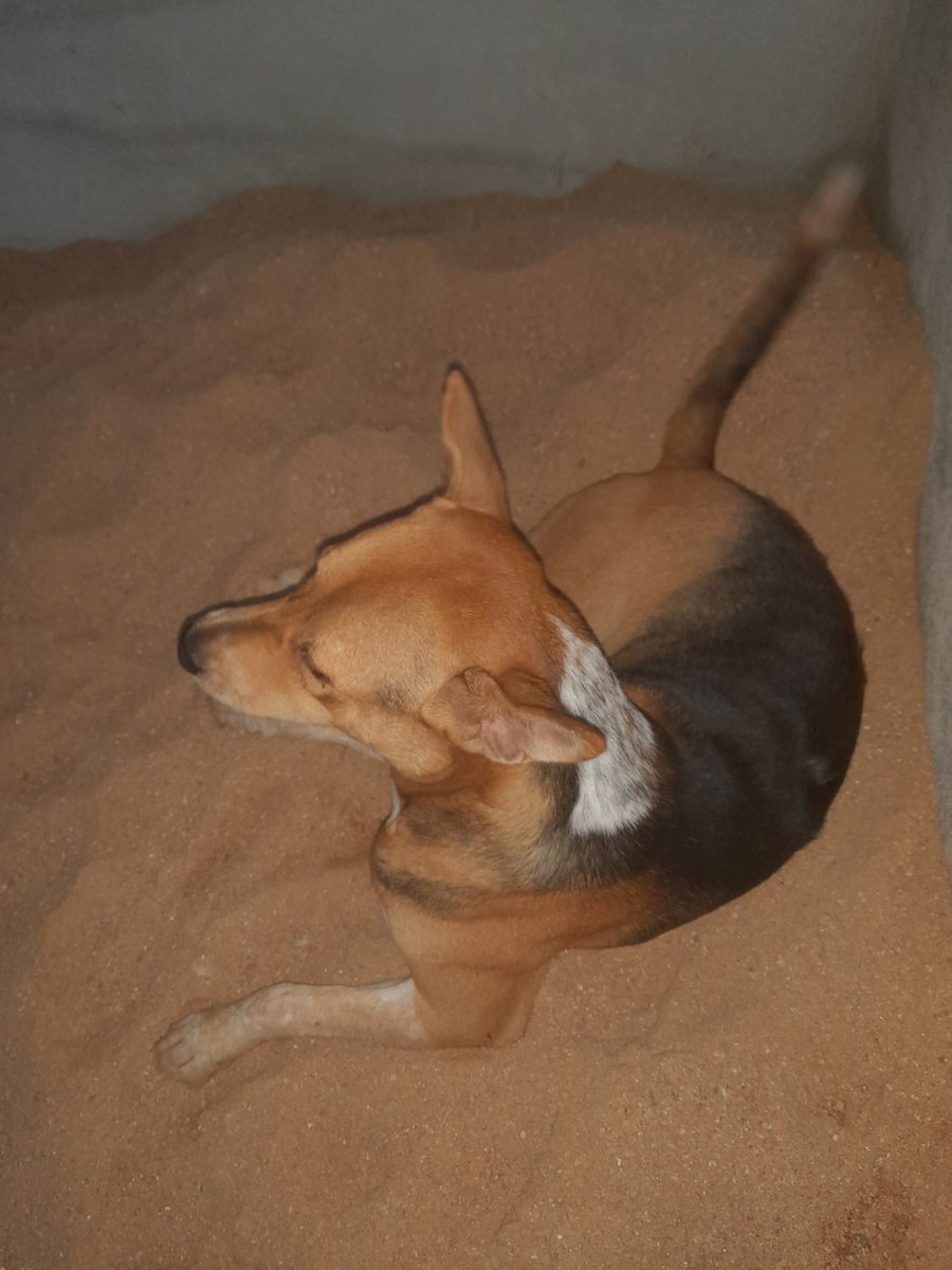 cryptolanka's tweet photo. #BinanceDog https://t.co/RhkW4e3Uya